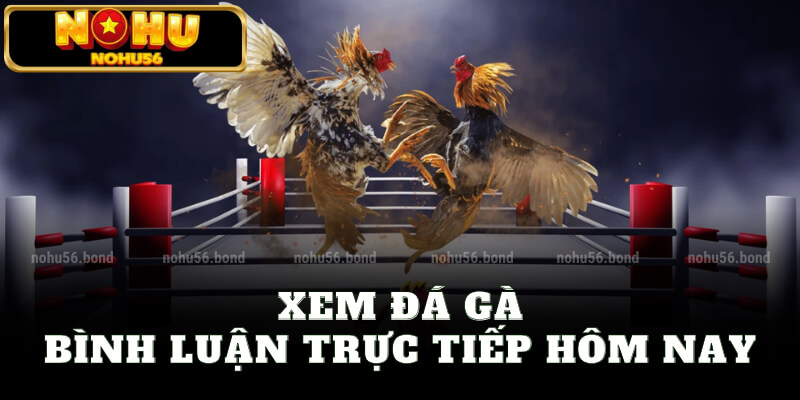 Xem đá gà bình luận trực tiếp hôm nay